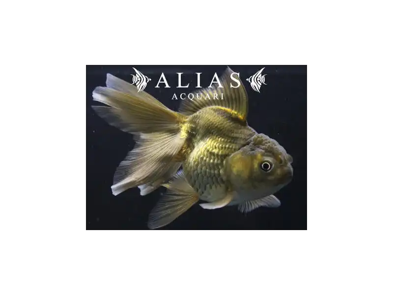 Carassius auratus Oranda Green