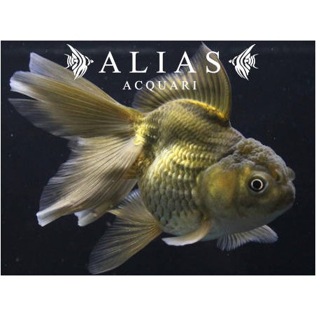 Carassius auratus Oranda Green
