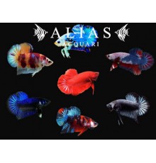 Betta splendens male Halfmoon Plakat mix