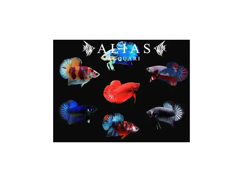 Betta splendens male Halfmoon Plakat mix