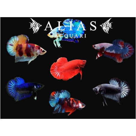 Betta splendens male Halfmoon Plakat mix