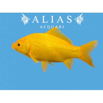 Carassius auratus yellow