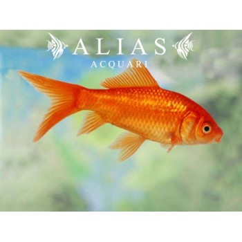 Carassius auratus red