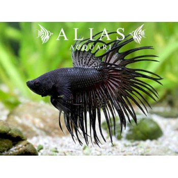 Betta splendens male crowntail Black