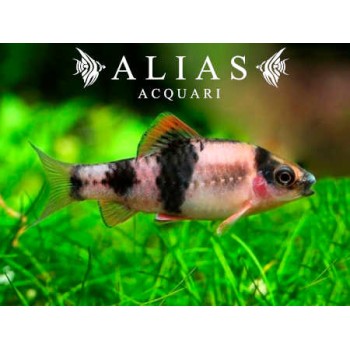 Haludaria fasciata