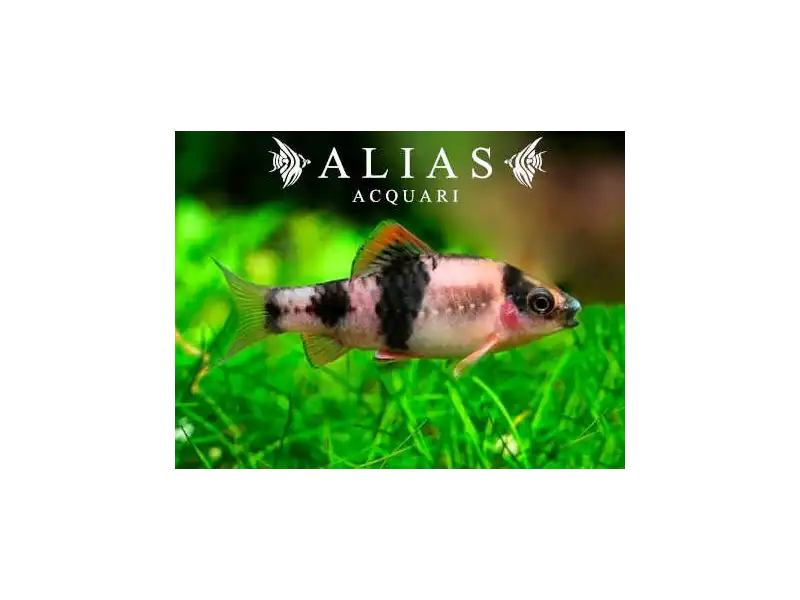 Haludaria fasciata