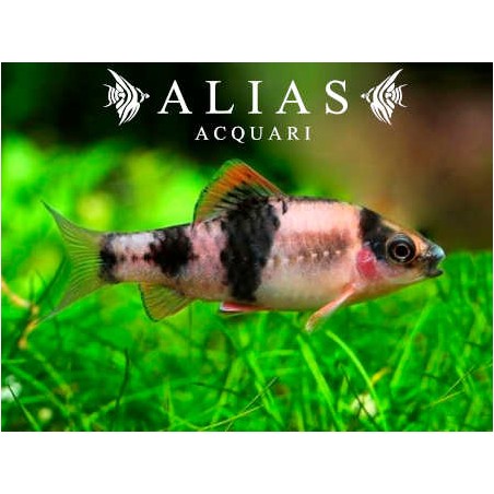 Haludaria fasciata