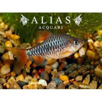 Barbus Oligolepis