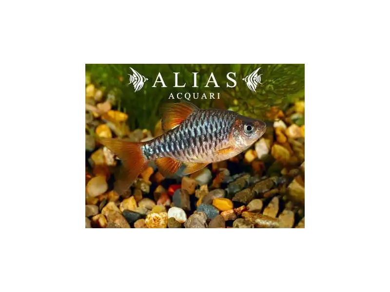 Barbus Oligolepis