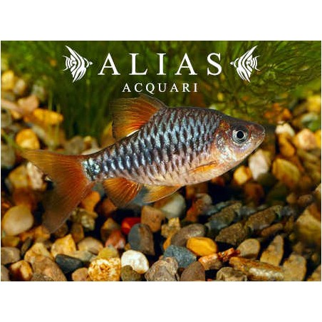 Barbus Oligolepis