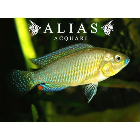 Pseudocrenilabrus multicolor