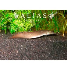 Macrognathus Aculeatus