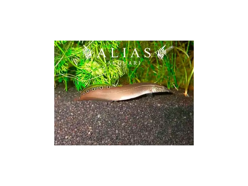 Macrognathus Aculeatus