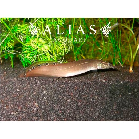 Macrognathus Aculeatus