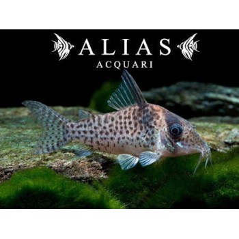 Corydoras Agassizii