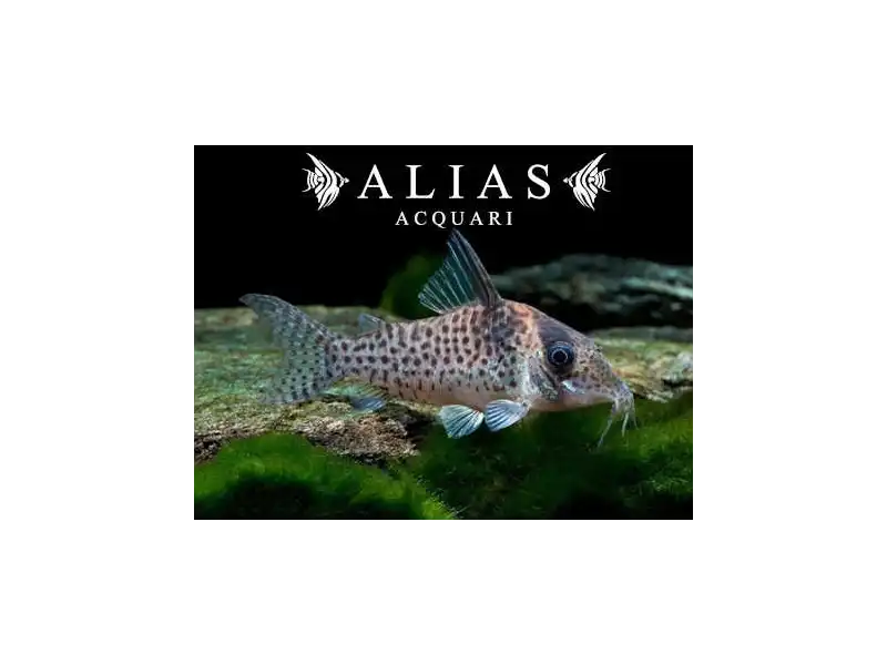 Corydoras Agassizii