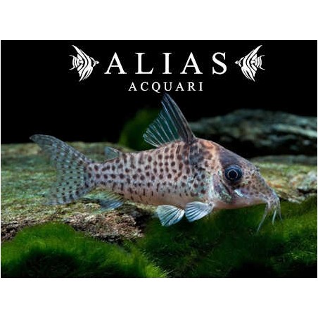 Corydoras Agassizii