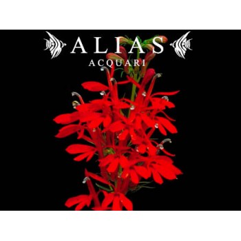 Lobelia Cardinalis