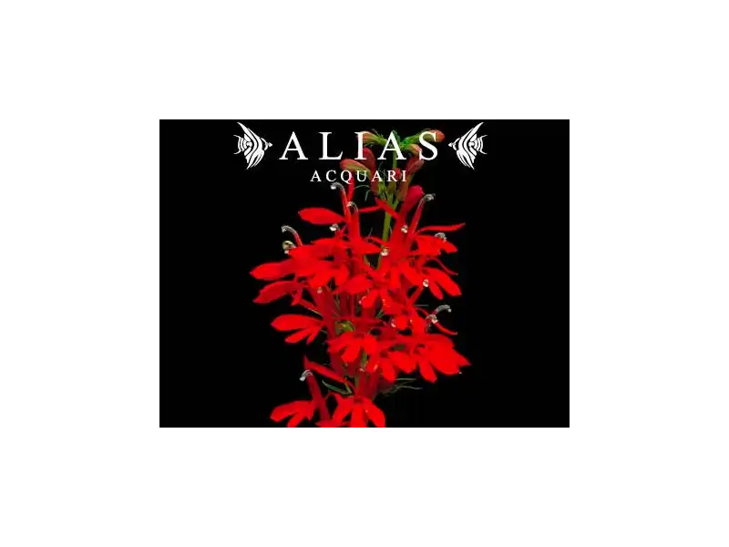 Lobelia Cardinalis