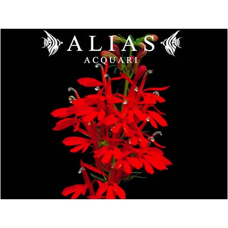 Lobelia Cardinalis