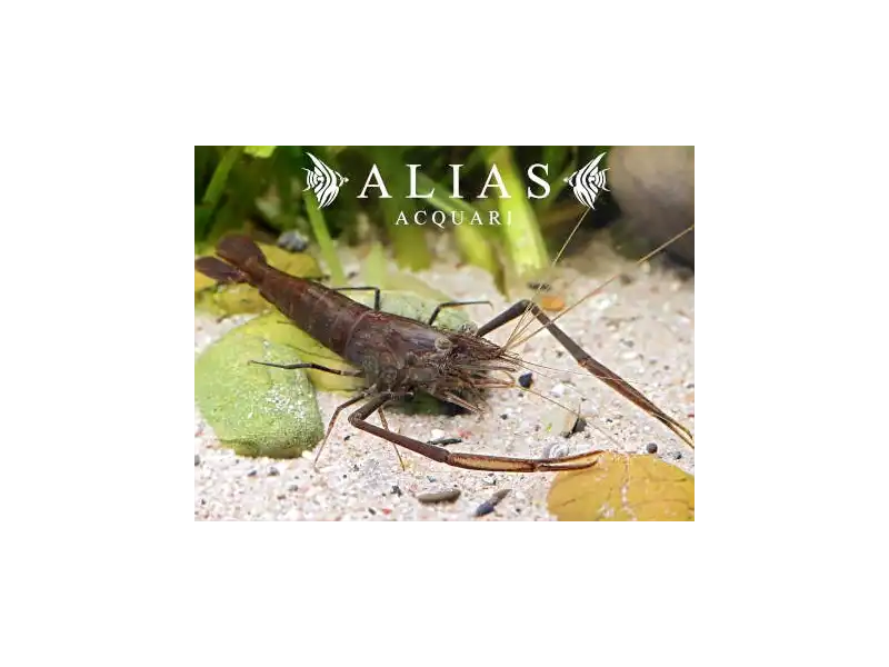 Macrobrachium aspelurum