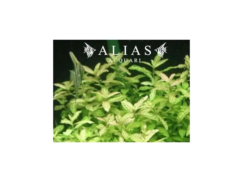 Hygrophila Polysperma variabilis