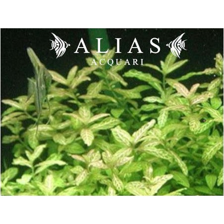 Hygrophila Polysperma variabilis