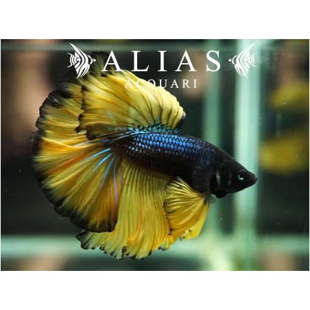 Betta spl. male Halfmoon Mustard