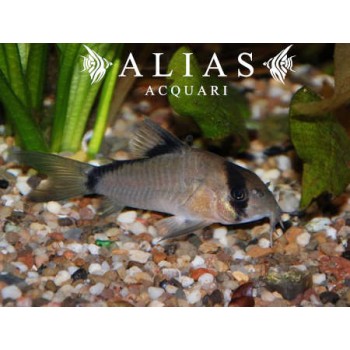 Corydoras Metae