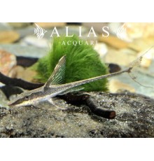 Sturisoma panamense