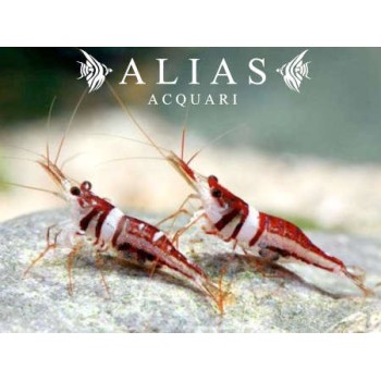 Celebes beauty Shrimp