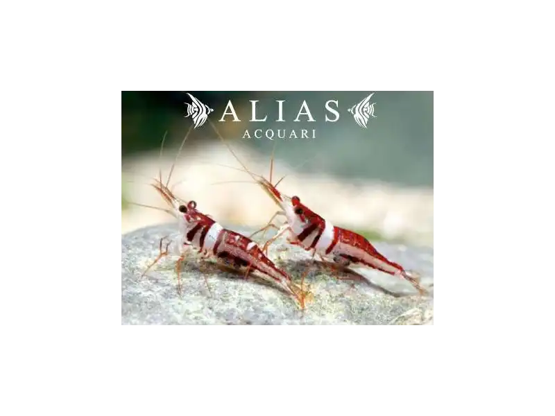 Celebes beauty Shrimp