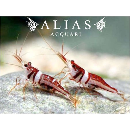 Celebes beauty Shrimp