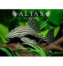 L190 Panaque nigrolineatus