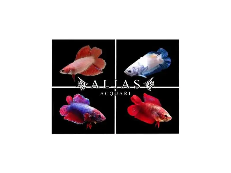 Betta splendens female Double Tail Mix