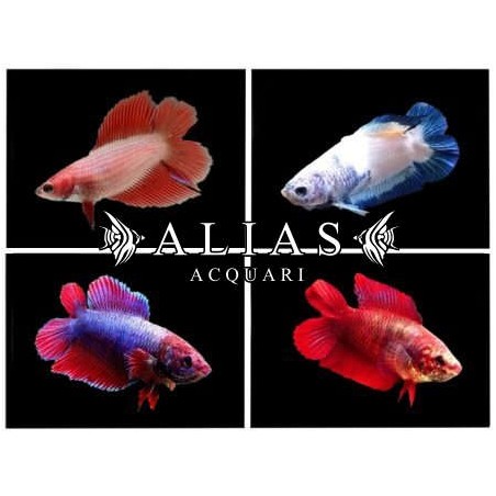 Betta splendens female Double Tail Mix
