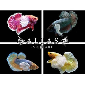 Betta splendens female Plakat Big Ears Mix