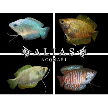 Colisa Lalia Mix Female