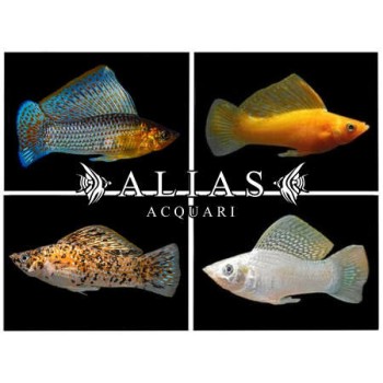 Poecilia Latipinna mix
