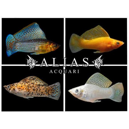 Poecilia Latipinna mix