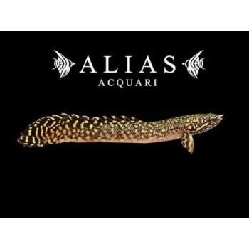 Polypterus ornatipinnis