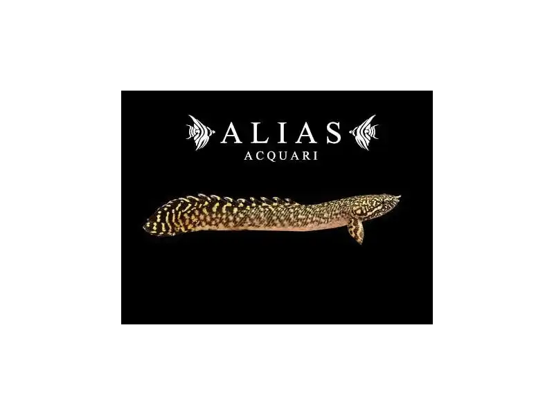 Polypterus ornatipinnis