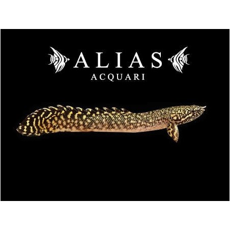 Polypterus ornatipinnis