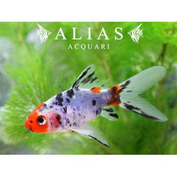 Carassius auratus schubunkin