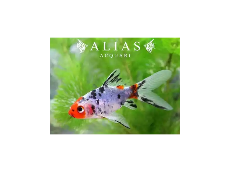 Carassius auratus schubunkin