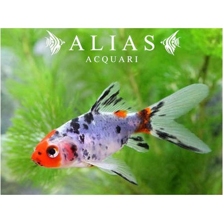 Carassius auratus schubunkin