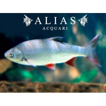 Leuciscus idus orfus blue