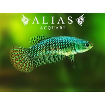 Betta splendens female Wild Alien green