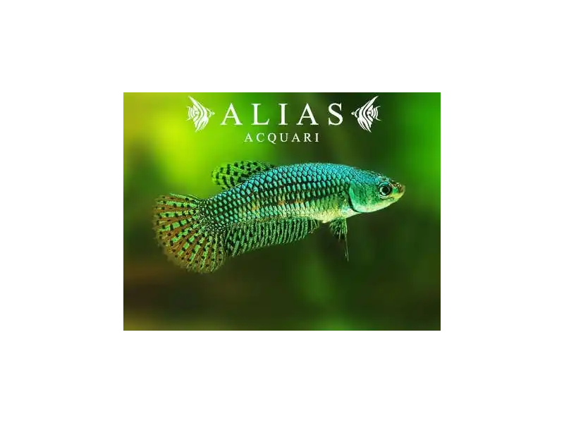 Betta splendens female Wild Alien green