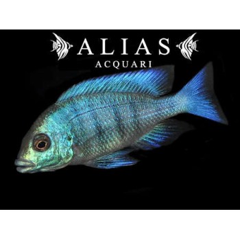 Placidochromis Phenochilus Giselli